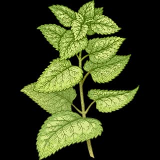 Lemon balm