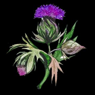 Mary's thistle